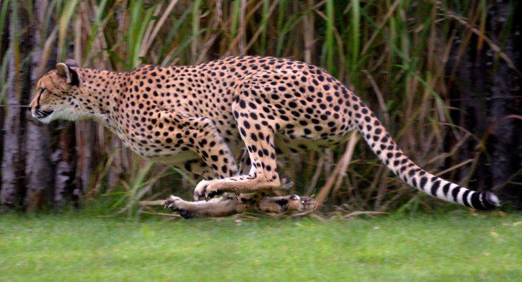 Jak szybko działa Jaguar?
