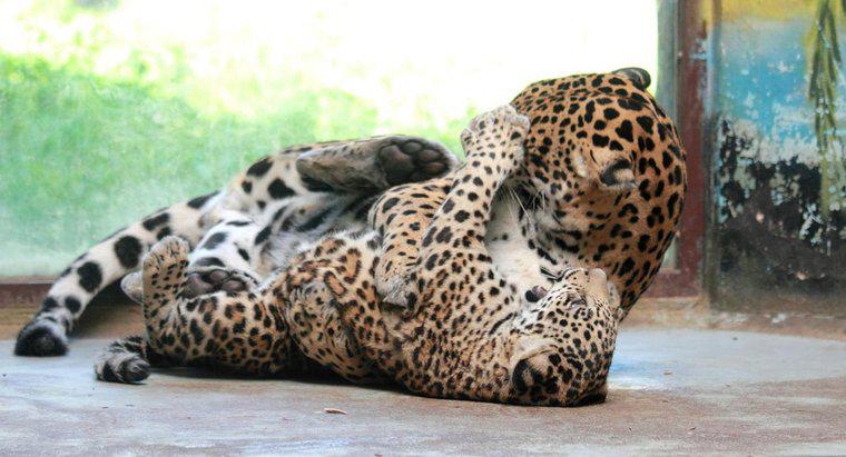 Czy Jaguars Have Predators?