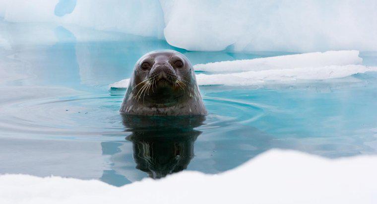 Co robią Weddell Seals?