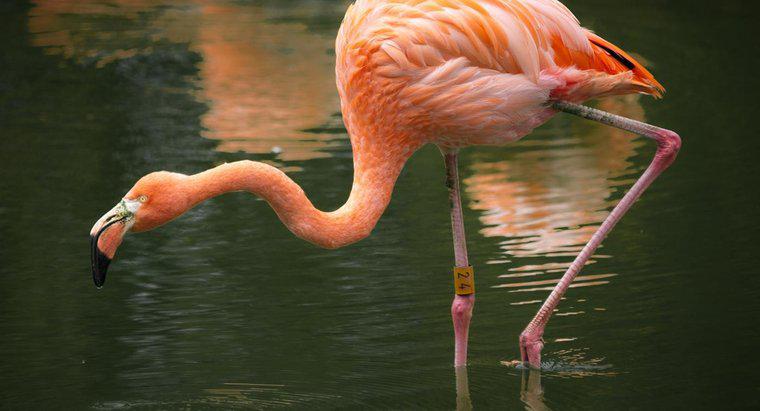 Gdzie żyją różowe flamingi?