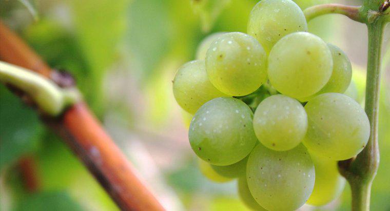 Jak długo winogrona pozostają świeże?