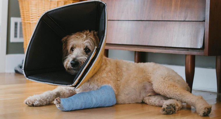 Jak możesz powiedzieć, czy Twój pies ma złamaną nogę?