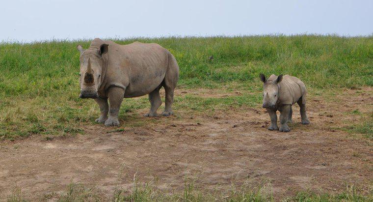 Ile Baby Rhino waży?