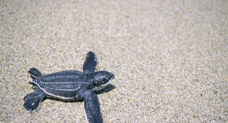 Co żółwie Leatherback jeść?