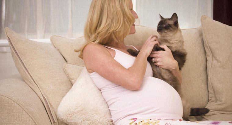 Czy koty mogą wyczuć ciążę u ludzi?