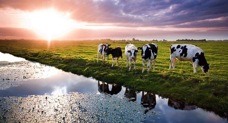 Ile wody pije krowa za dzień?