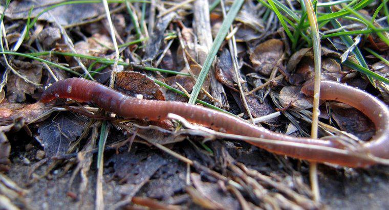 Co to jest nazwa naukowa Earthworm?