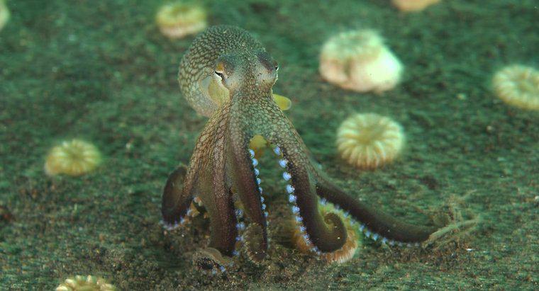 Czy Octopusy mają zęby?