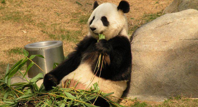 Jak długo żyją gigantyczne pandy?