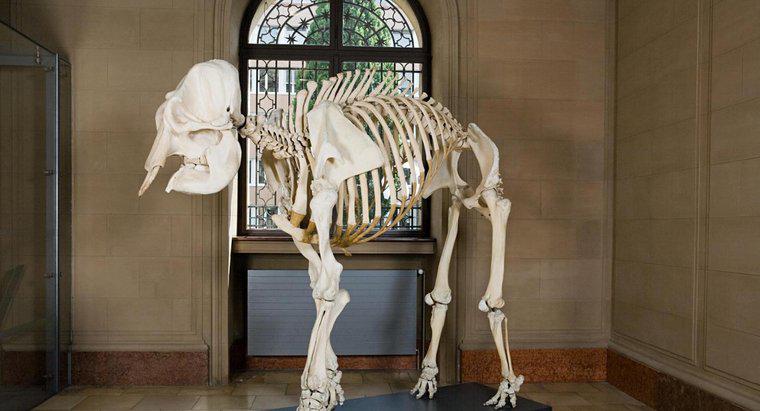 Ile kości znajduje się w szkielecie afrykańskiego słonia?