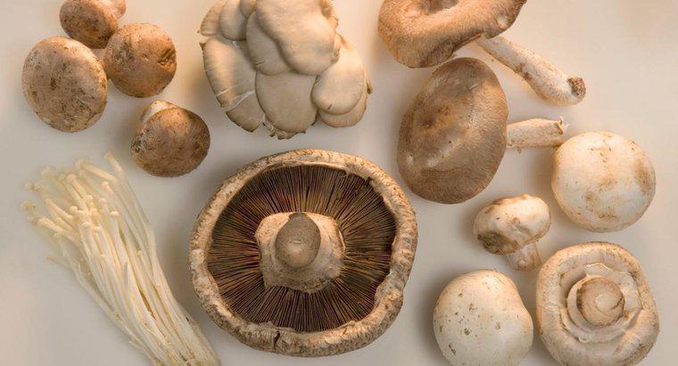 Jakie są różne rodzaje grzybów?