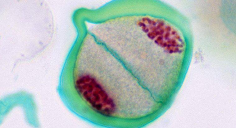 W której fazie podczas podziału komórki występuje podział cytoplazmy?
