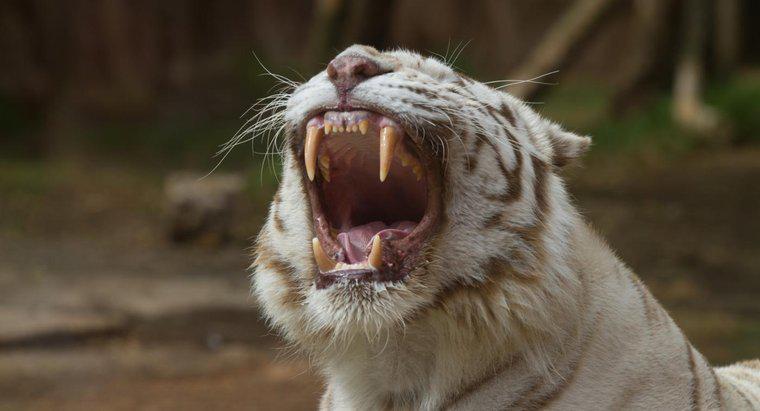 Co robią białe tygrysy?