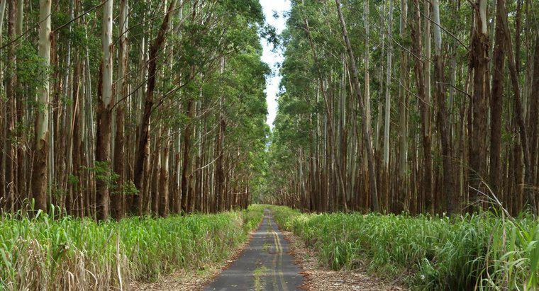 Jakie są zastosowania drewna eukaliptusowego?