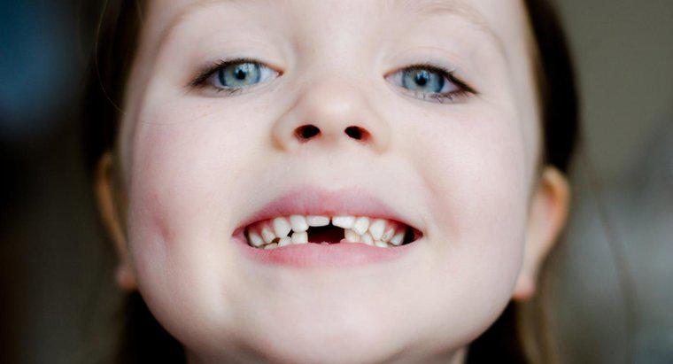 Jaka jest funkcja zęba zębowego?