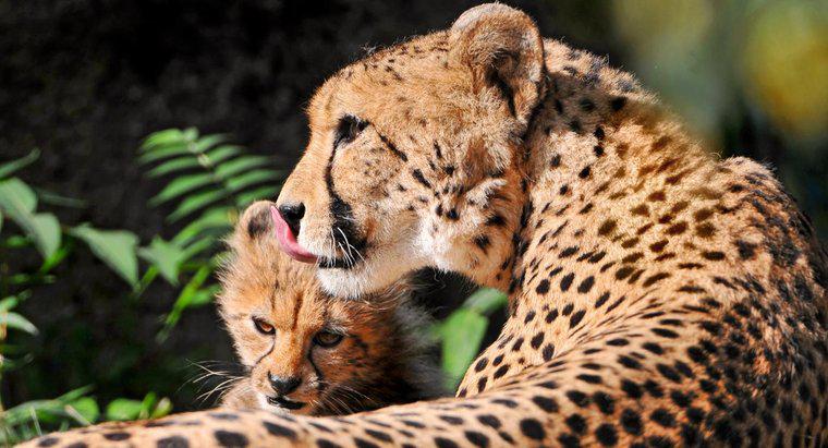 Jak gepardy podnoszą swoją młodość?