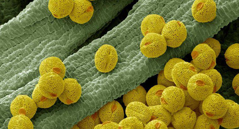 Jaka jest funkcja komórki pyłkowej?