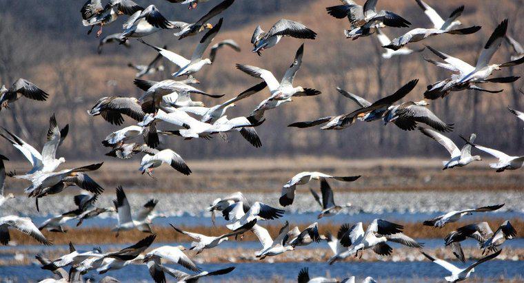 Które ptaki migrują zimą?