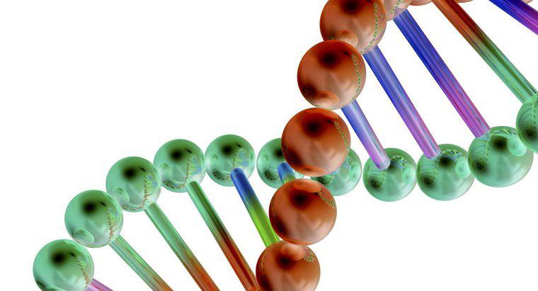 W jaki sposób geny są powiązane z DNA?