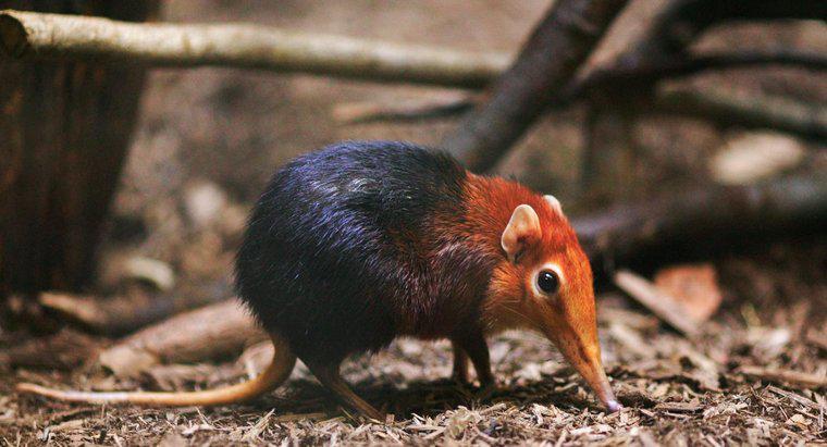 Jaki jest najmniejszy ssak na Ziemi?
