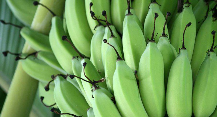 Jak długo trzeba czekać na banany?