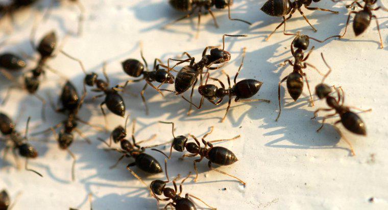 Jak pozbyć się dużych czarnych mrówek?