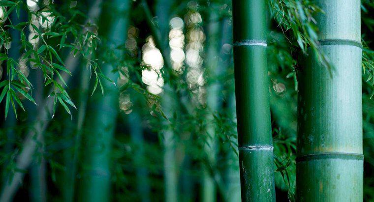 Jak długo trwa uprawa bambusa?