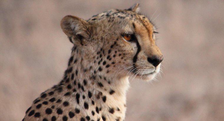 Co zawiera dieta geparda?