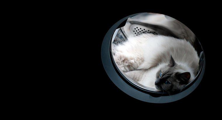 Czy kiedykolwiek wysłaliśmy kota w kosmos?