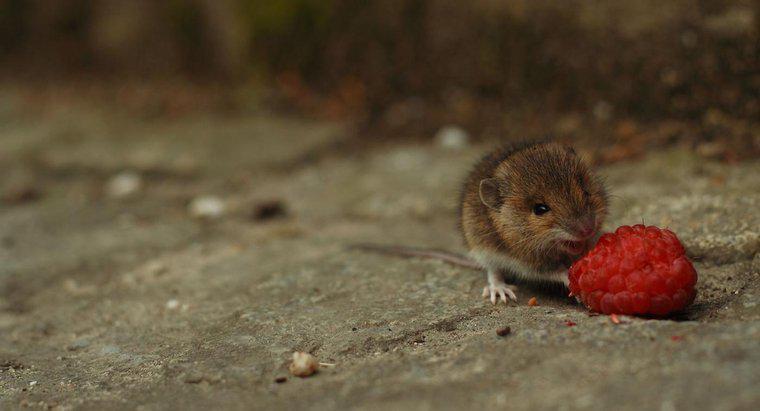 Czy myszy są drapieżnikami czy roślinożercami?