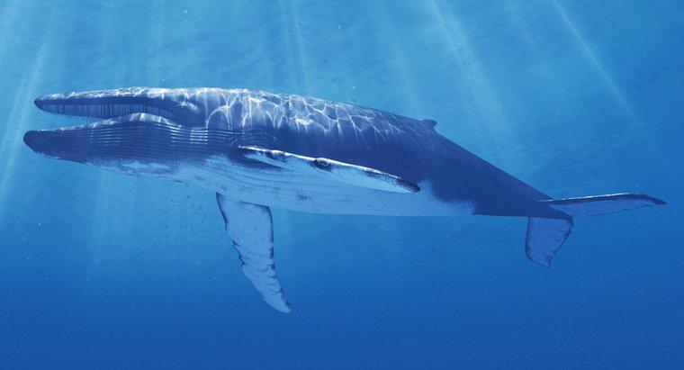 Co robi się, aby chronić błękitnego wieloryba przed wyginięciem?