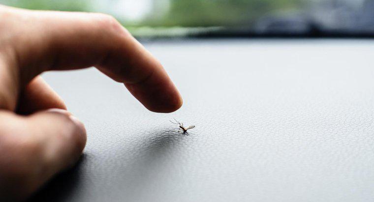 Czy możesz zabić komary z wybielaczem?