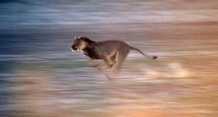 Jak szybko może biegać lew?