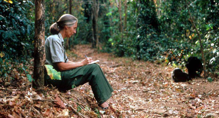 Jakie są interesujące informacje na temat Jane Goodall?