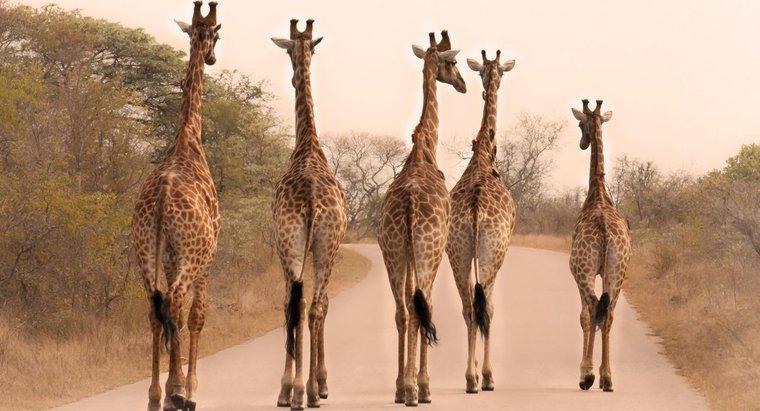 Dlaczego żyrafy są tak wysokie?