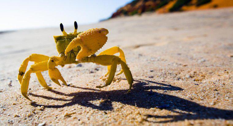 Jak krab dostosowuje się do życia na brzegu morza?