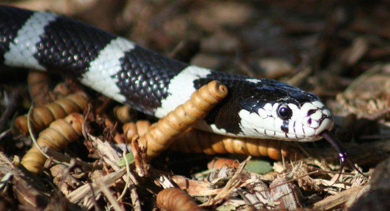 Jaki rodzaj węża jest czarno-biały?