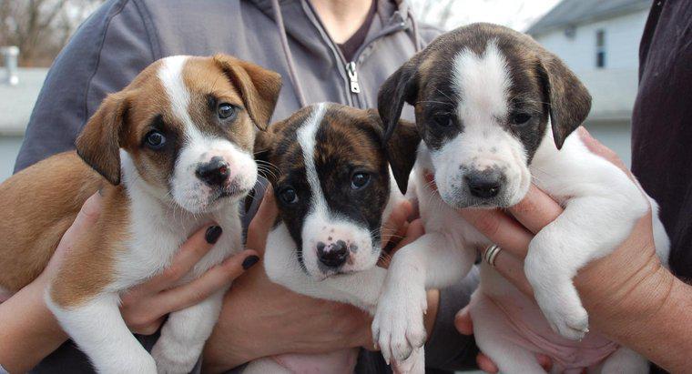 Jak możesz adoptować psy przez program Pit Bulls and Parolees?