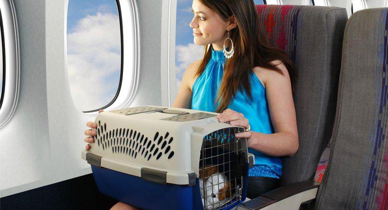 Ile linii lotniczych kosztuje latanie zwierzakiem?