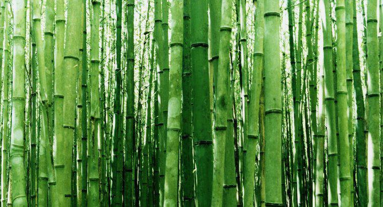 Jaki jest najlepszy sposób cięcia bambusa?