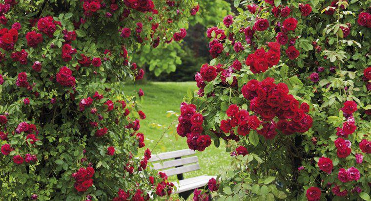 Jak zrobić naturalny fungicyd dla krzaków róży?
