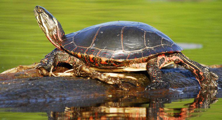 Co robią żółwie słoneczne?
