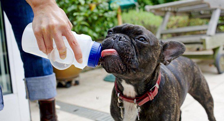 Jak długo pies może żyć bez wody?