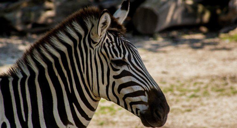 Jakie dwa zwierzęta tworzą zebrę?