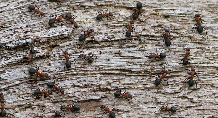 Ile mrówek istnieje na świecie?