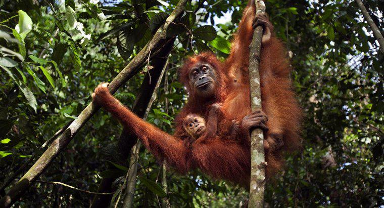 Co robi się, aby ocalić orangutan?
