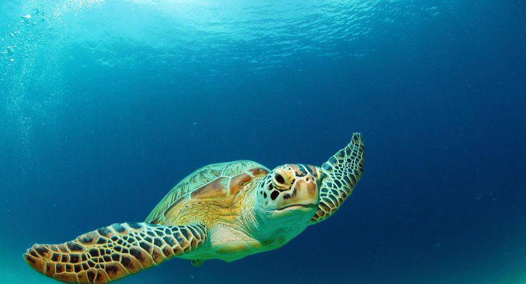Jaki rodzaj siedliska ma żółw morski?