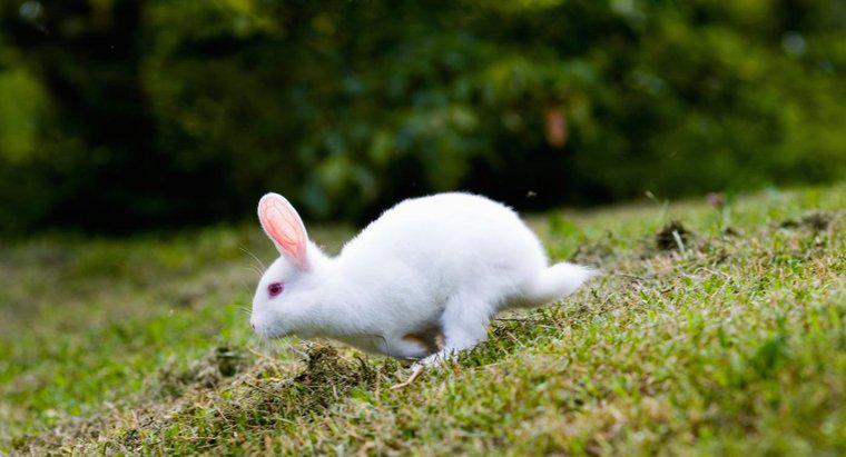 Które rośliny ogrodowe są trujące dla królików?