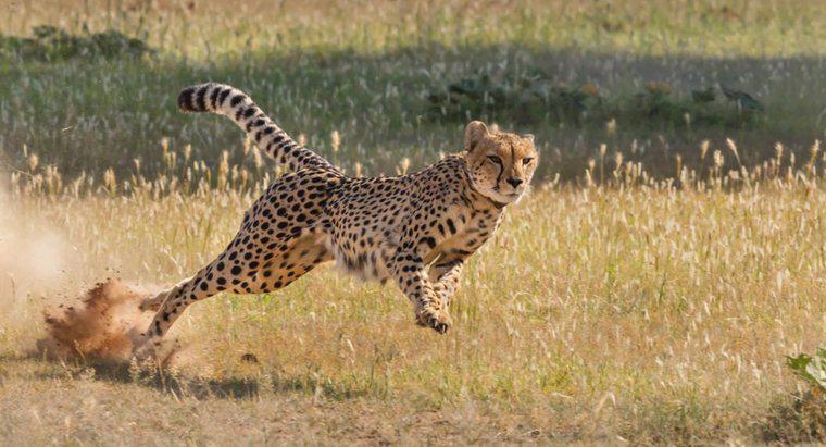 Czy struś jest szybszy od geparda?