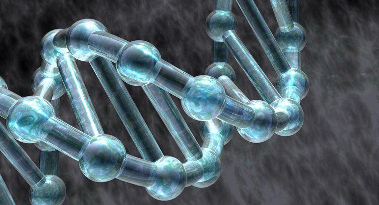 Jakie role odgrywają białka w replikacji DNA?